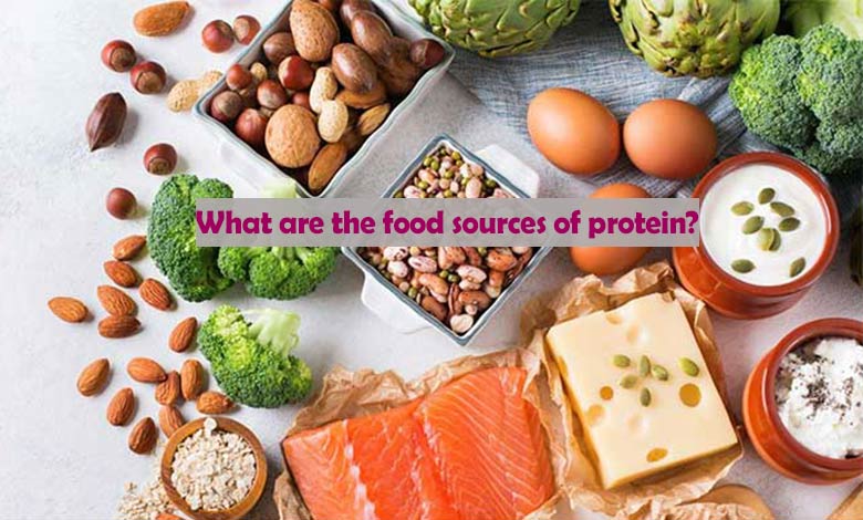 What are the food sources of protein?