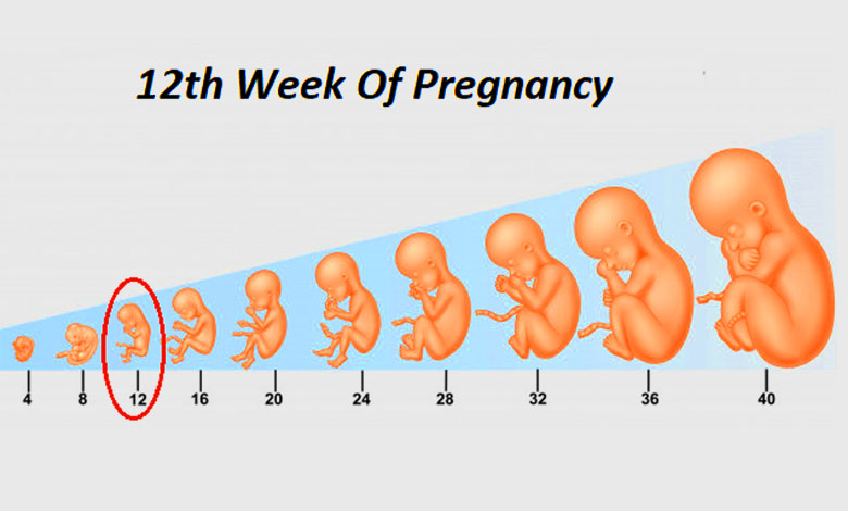 At 12 weeks of pregnancy